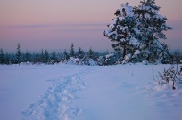A Winters Walk